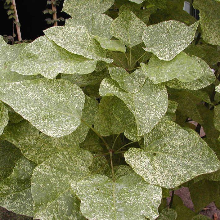 Catalpa speciosa 'Pulverulenta'
