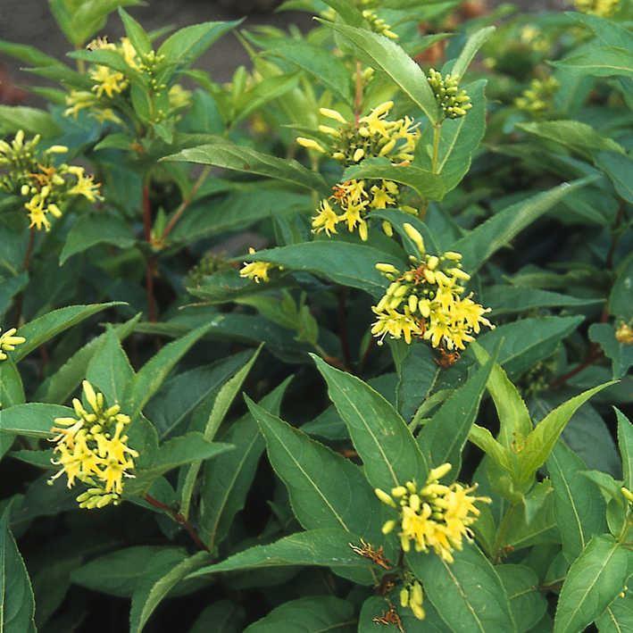 Diervilla sessiliflora