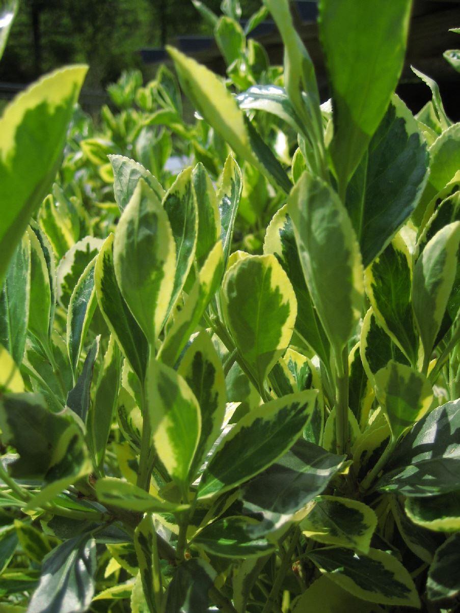 Euonymus japonicus 'Americanus'