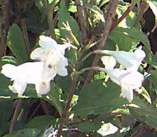 Weigela 'Candida'