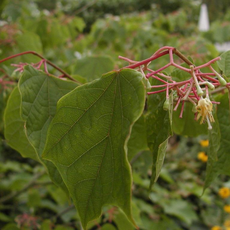 Alangium platanifolium