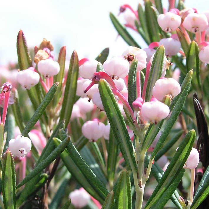 Andromeda polifolia 'Compacta'