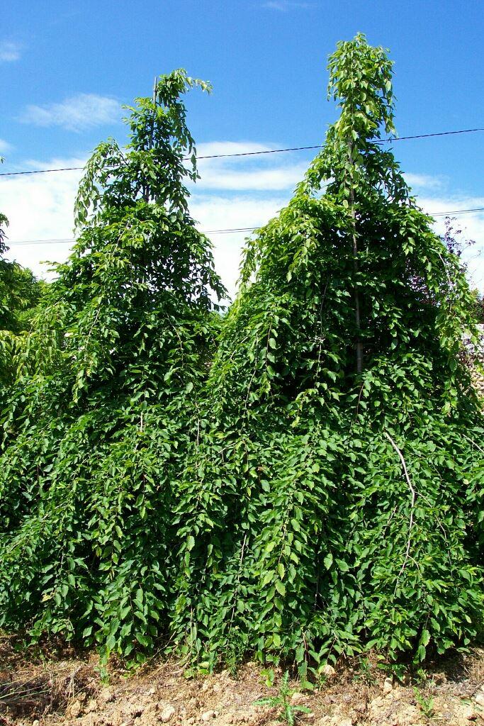 Carbinus betulus "Pendula"