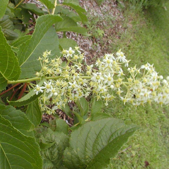 Tripterygium regelii