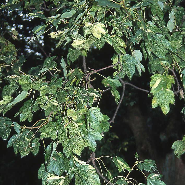 Bergahorn 'Leopoldii'