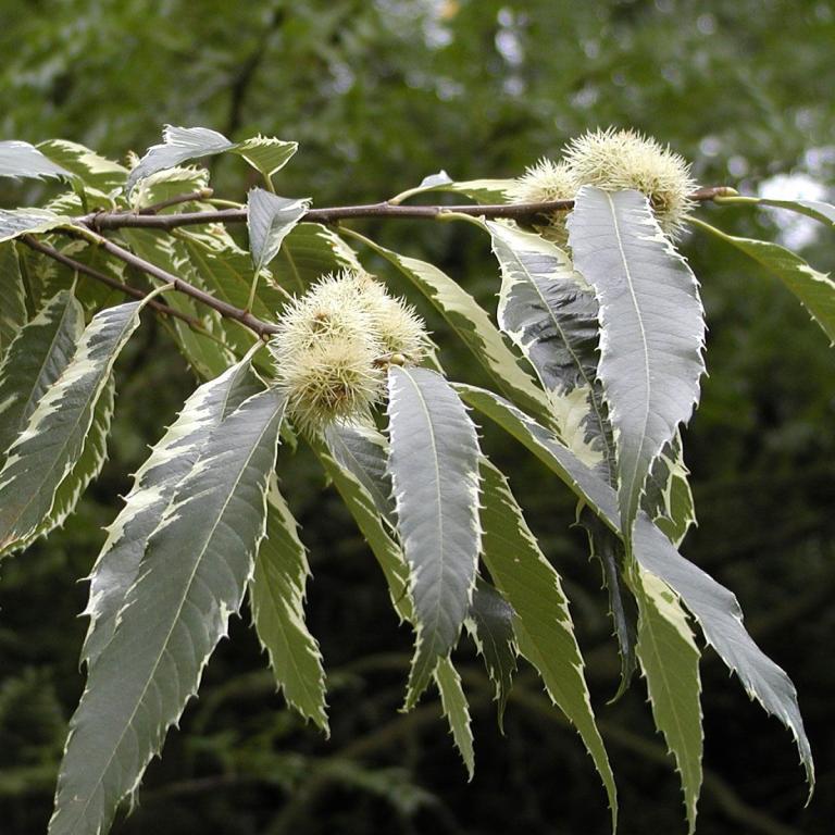 Castanea sativa 'Albomarginata'