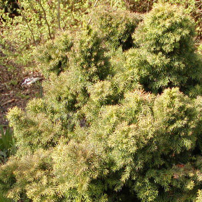 Cryptomeria japonica 'Monstrosa Nana'