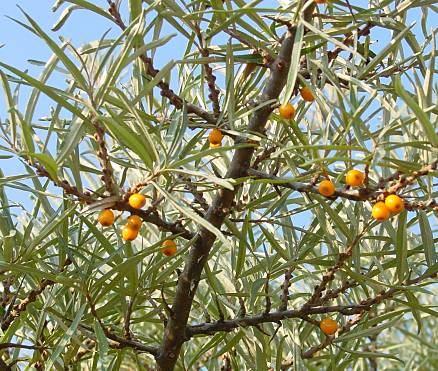 Hippophae rhamnoides