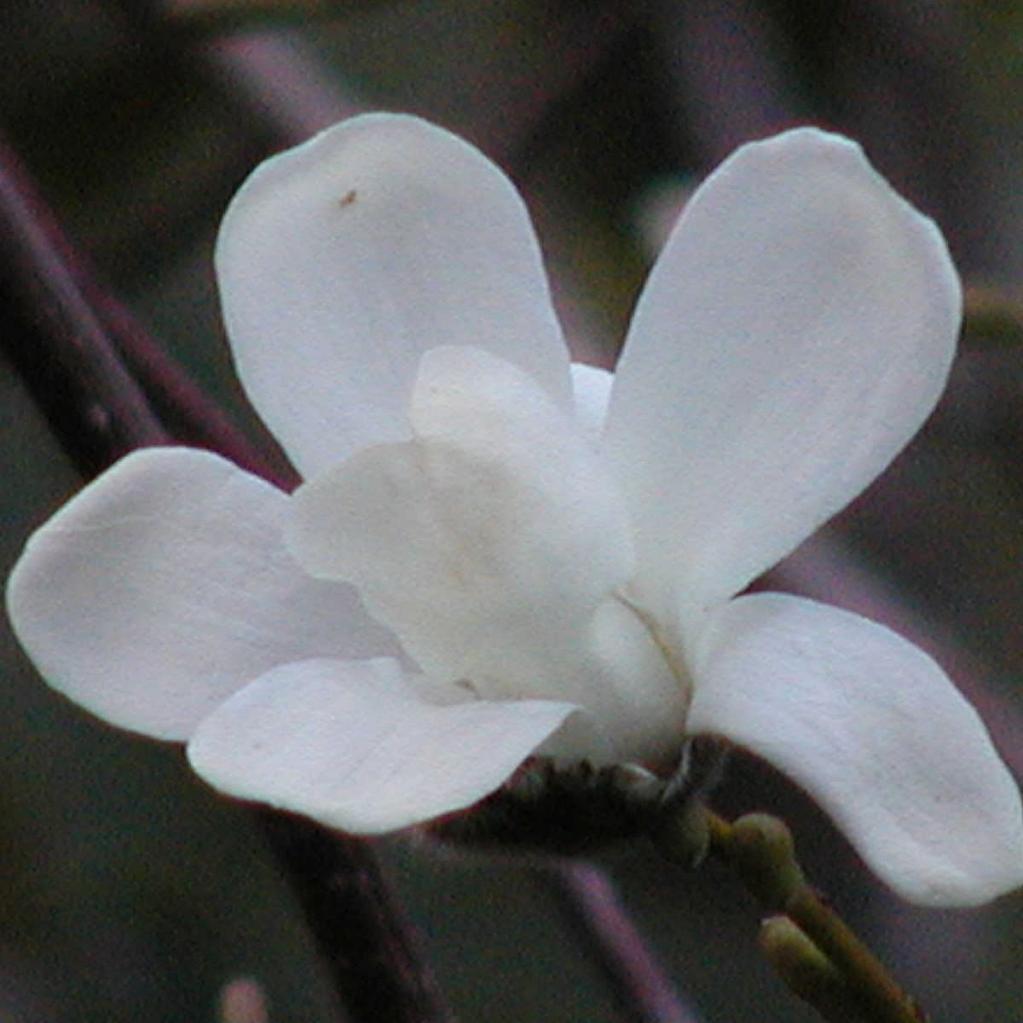 Magnolia kobus borealis