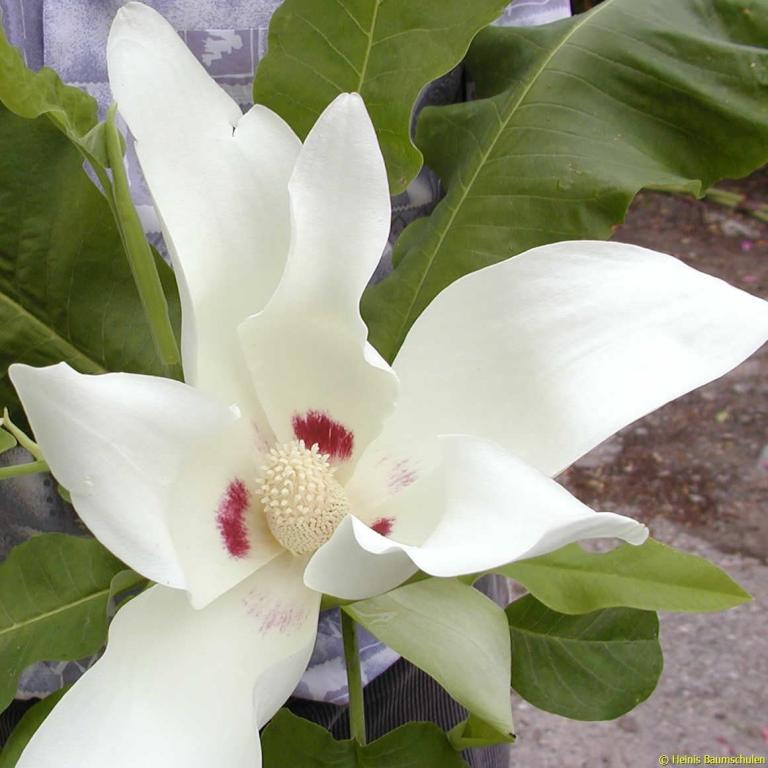 Magnolia macrophylla