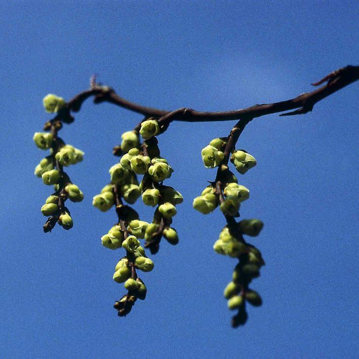 Stachyurus  praecox