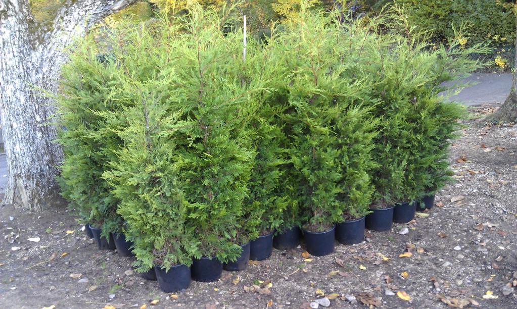 Leyland-Zypresse, Bastardzypresse