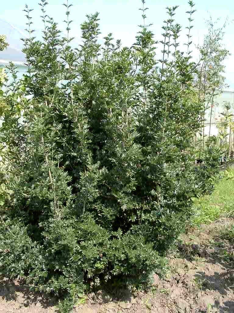 Fraxinus xanthoxyloides var. dumosa