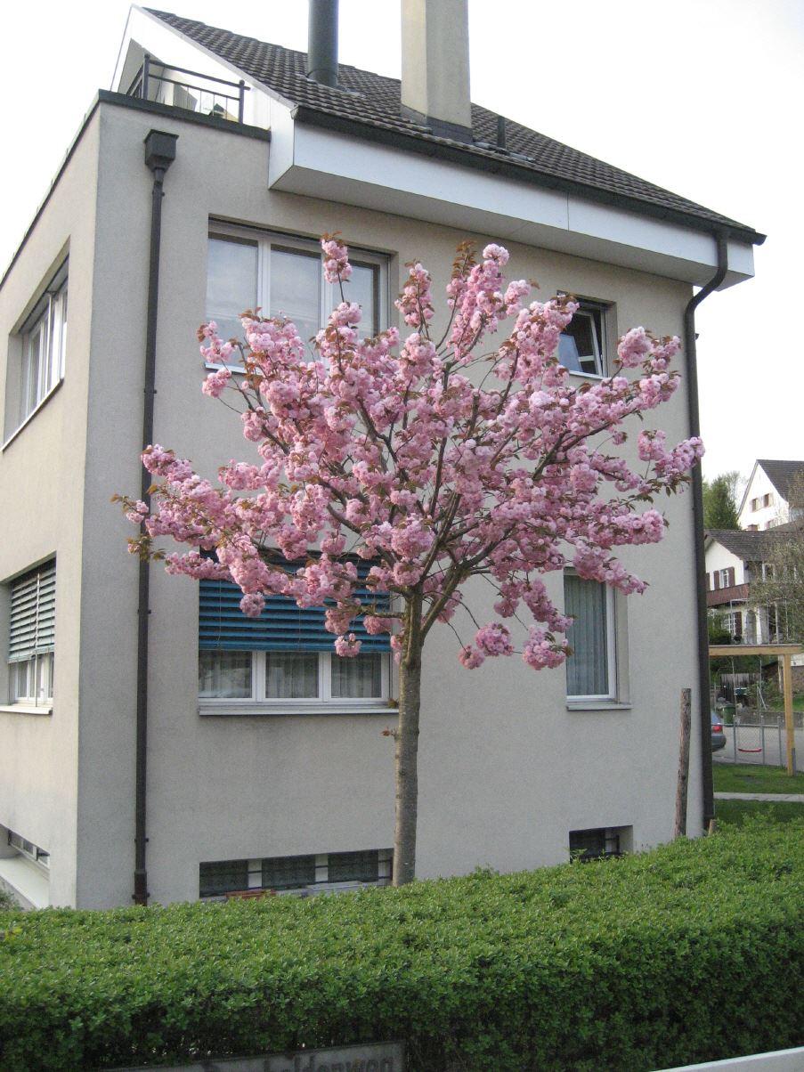Prunus serrulata 'Kanzan' 