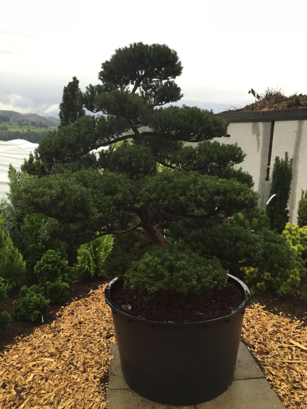 Bonsai Taxus 