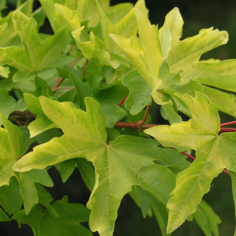 Acer campestre 'Postelense'