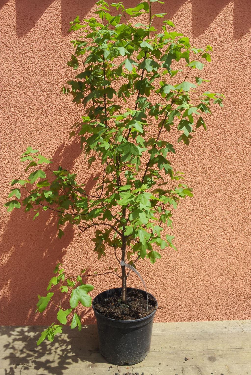 Fransösischer Ahorn, Felsenahorn, Dreilappiger Aho