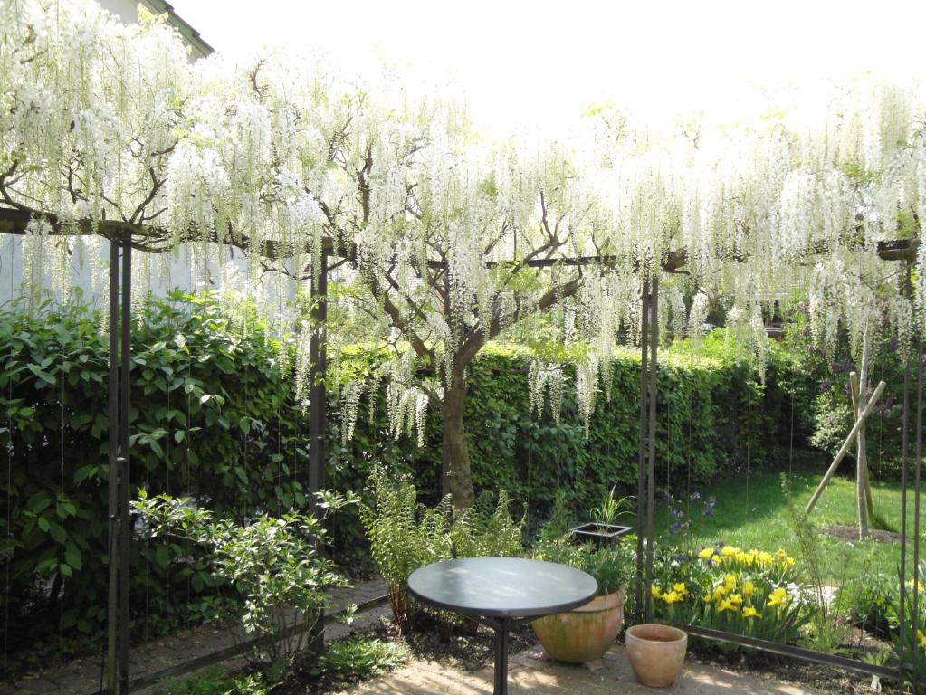 Wisteria floribunda ' Longiss Alba'