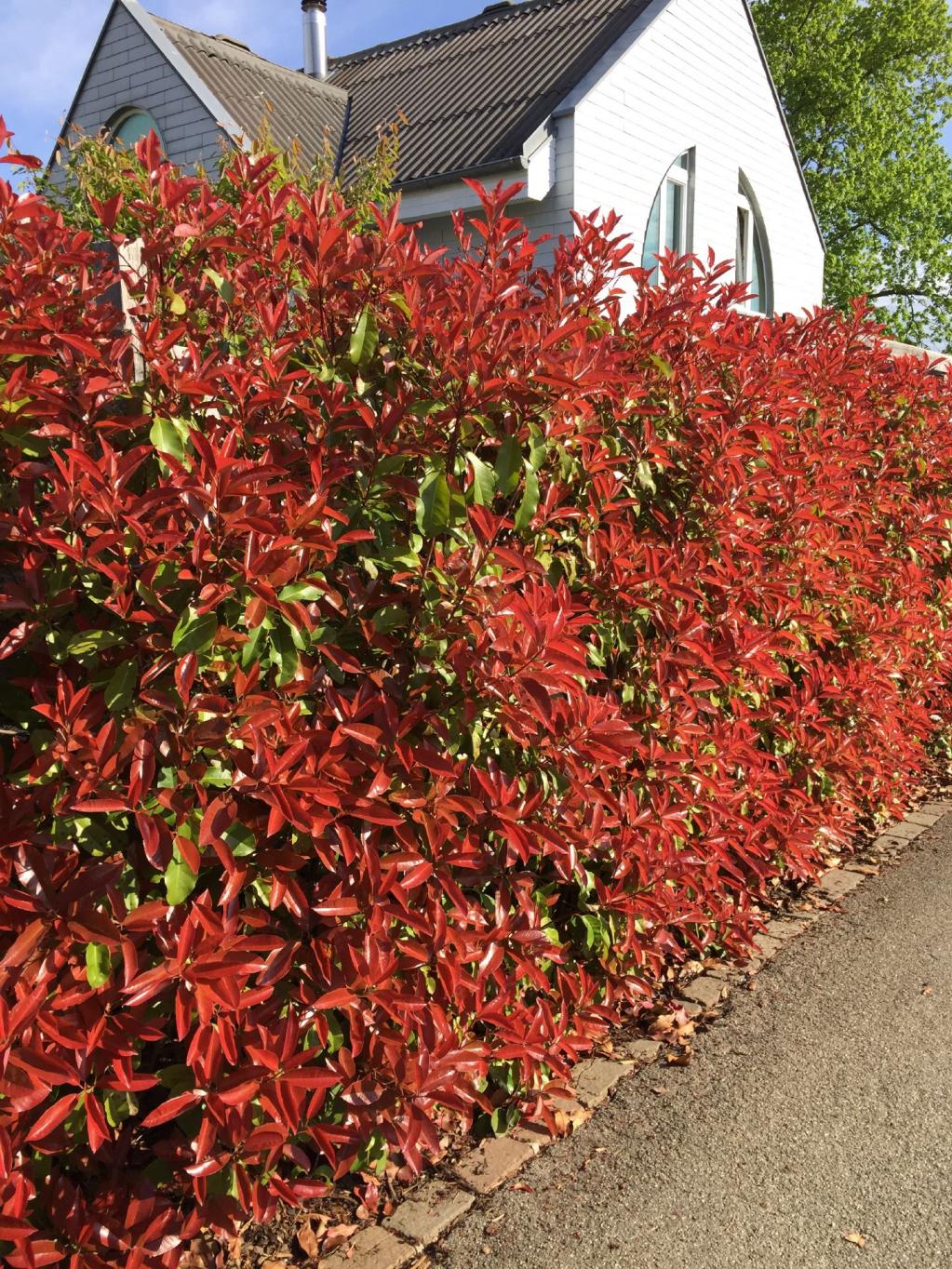 Hecke mit Photinia