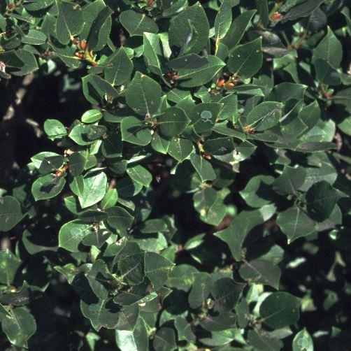 Salix nakamurana var. yezoalpina