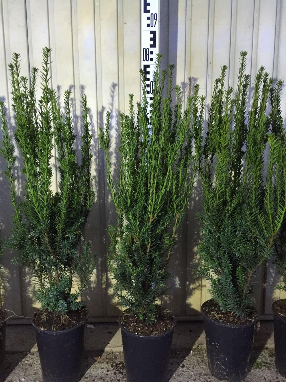 männliche Bechereibe 60-80 cm Container