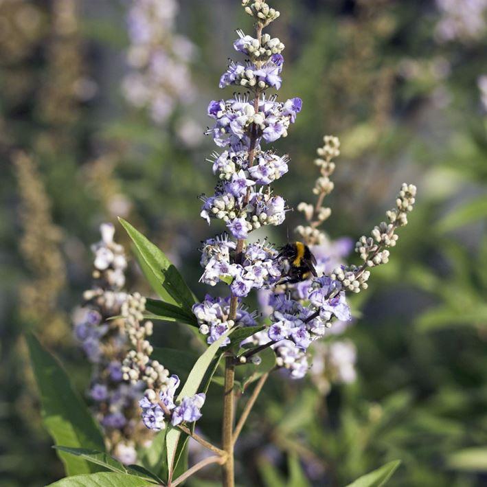 Vitex agnus-castus latifolia