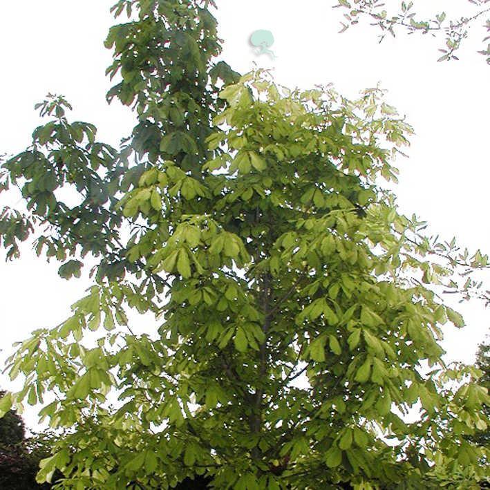 Aesculus hippocastanum 'Hampton Court Gold'