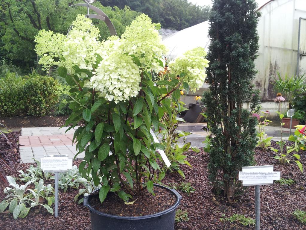 Hydrangea paniculata 'Bobo' ®