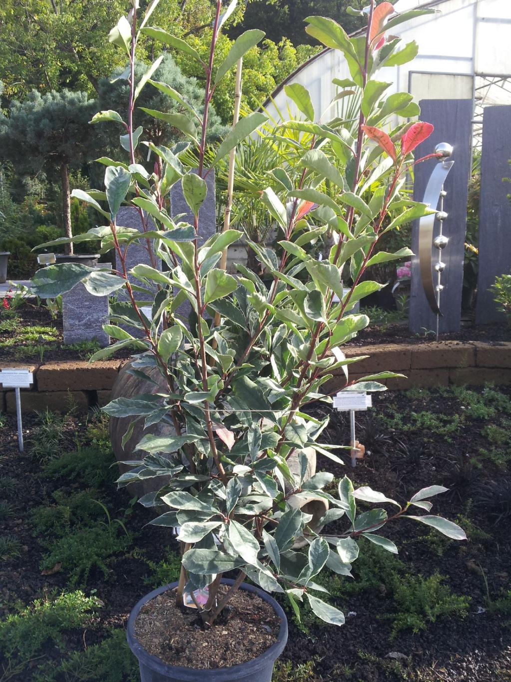 Glanzmispel Cassini Pink Marble®