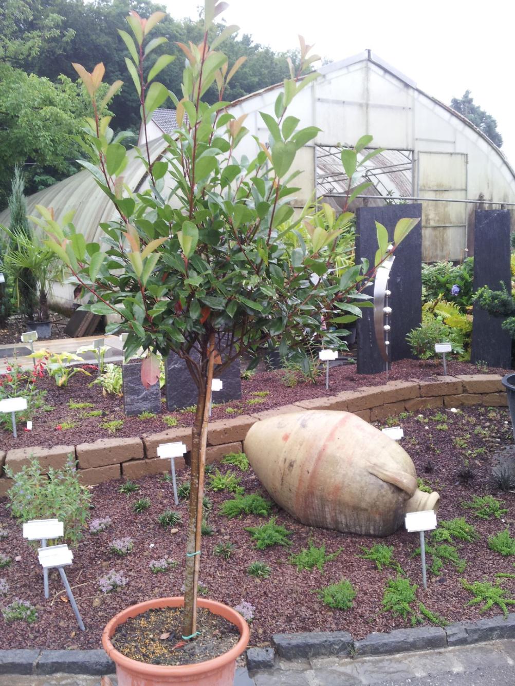 Photinia fraseri 'Red Robin' / Glanzmispel