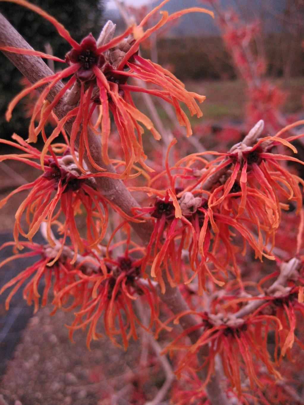 Hamamelis intermedia 'Jelena'