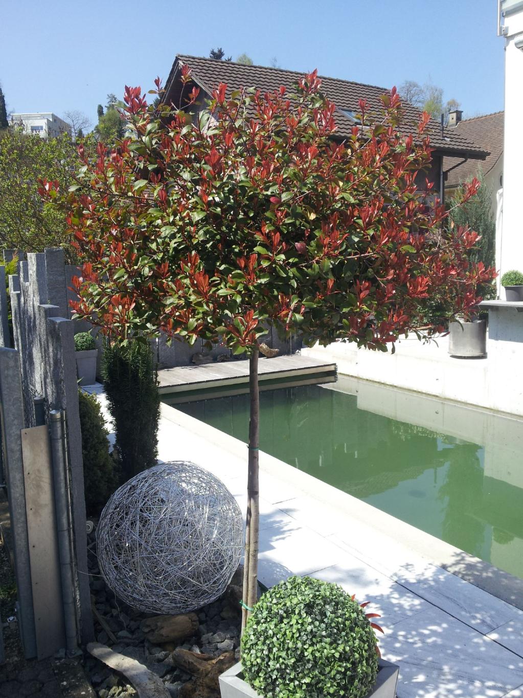 Photinia fraseri 'Red Robin' / Glanzmispel