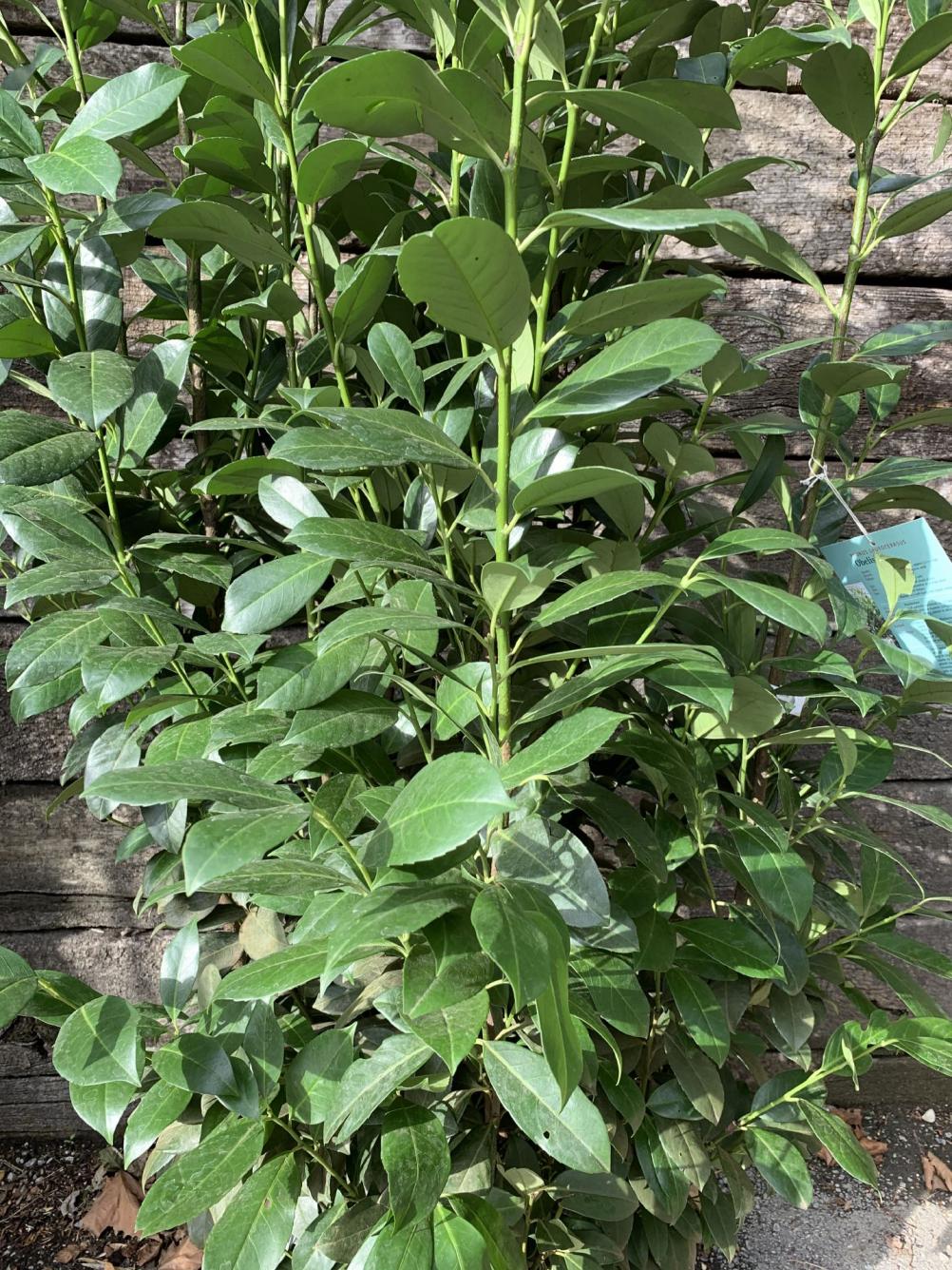 Prunus laurocerasus 'Genolia'®