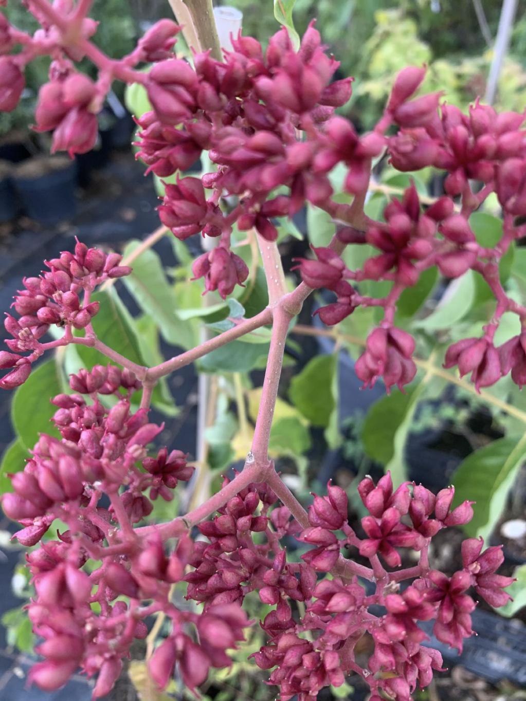 Bienenbaum / Wohlduftraute / Honigesche / Stinkes