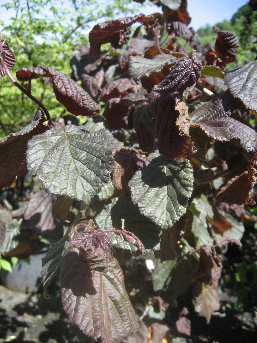 Corylus maxima 'Red Majestic'  ®