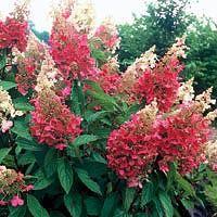 Hydrangea paniculata 'Pinki Winki'®