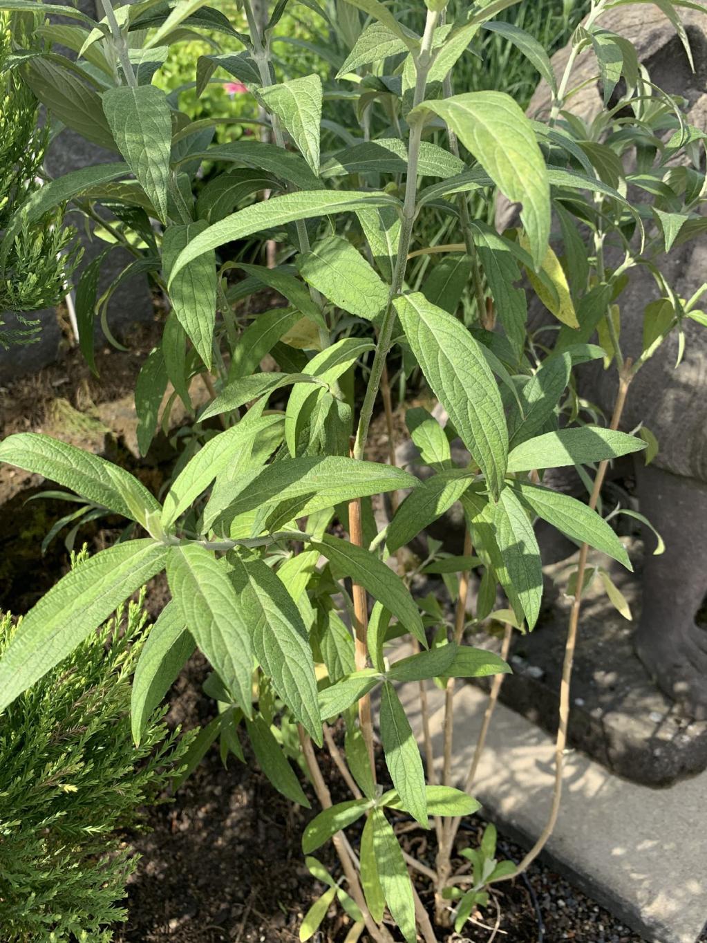 Rostrinucula dependens 'Happy Cascade' ®