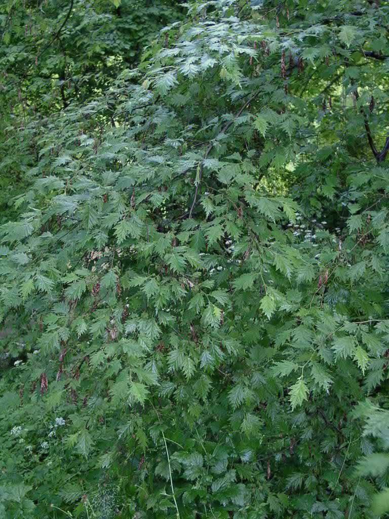 Corylus av.'Heterophylla'