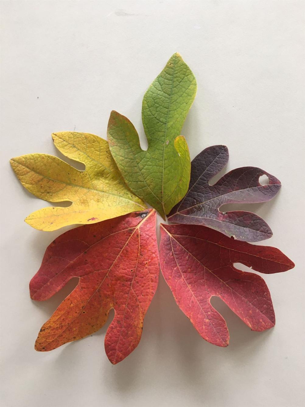 Solitärgehölze- Absolute Hingucker!