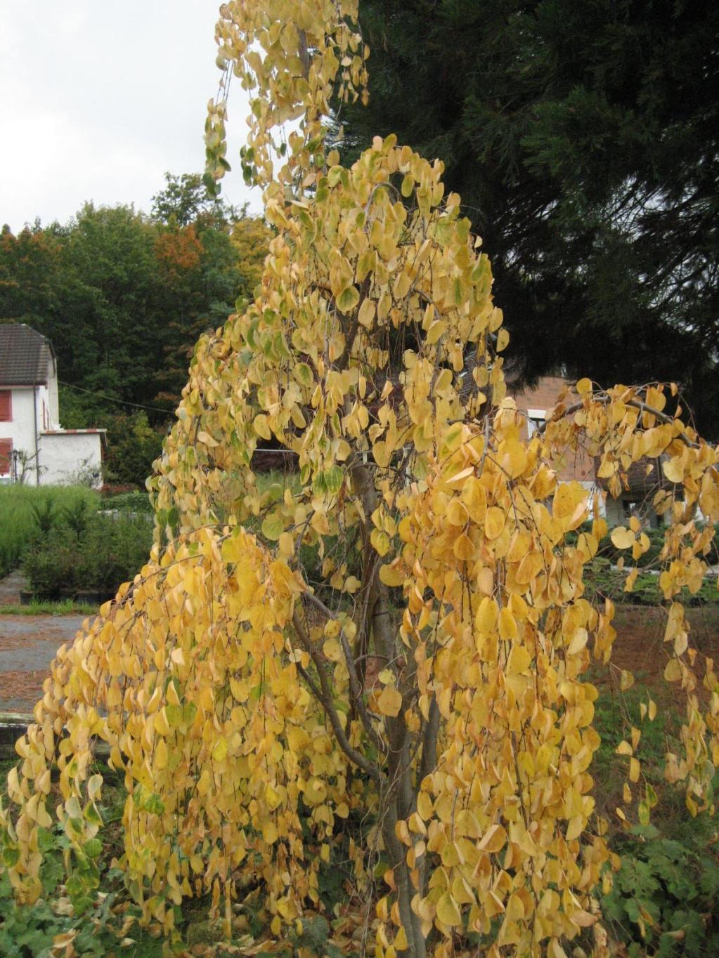Cercidiphyllum japonicum 'Pendulum'