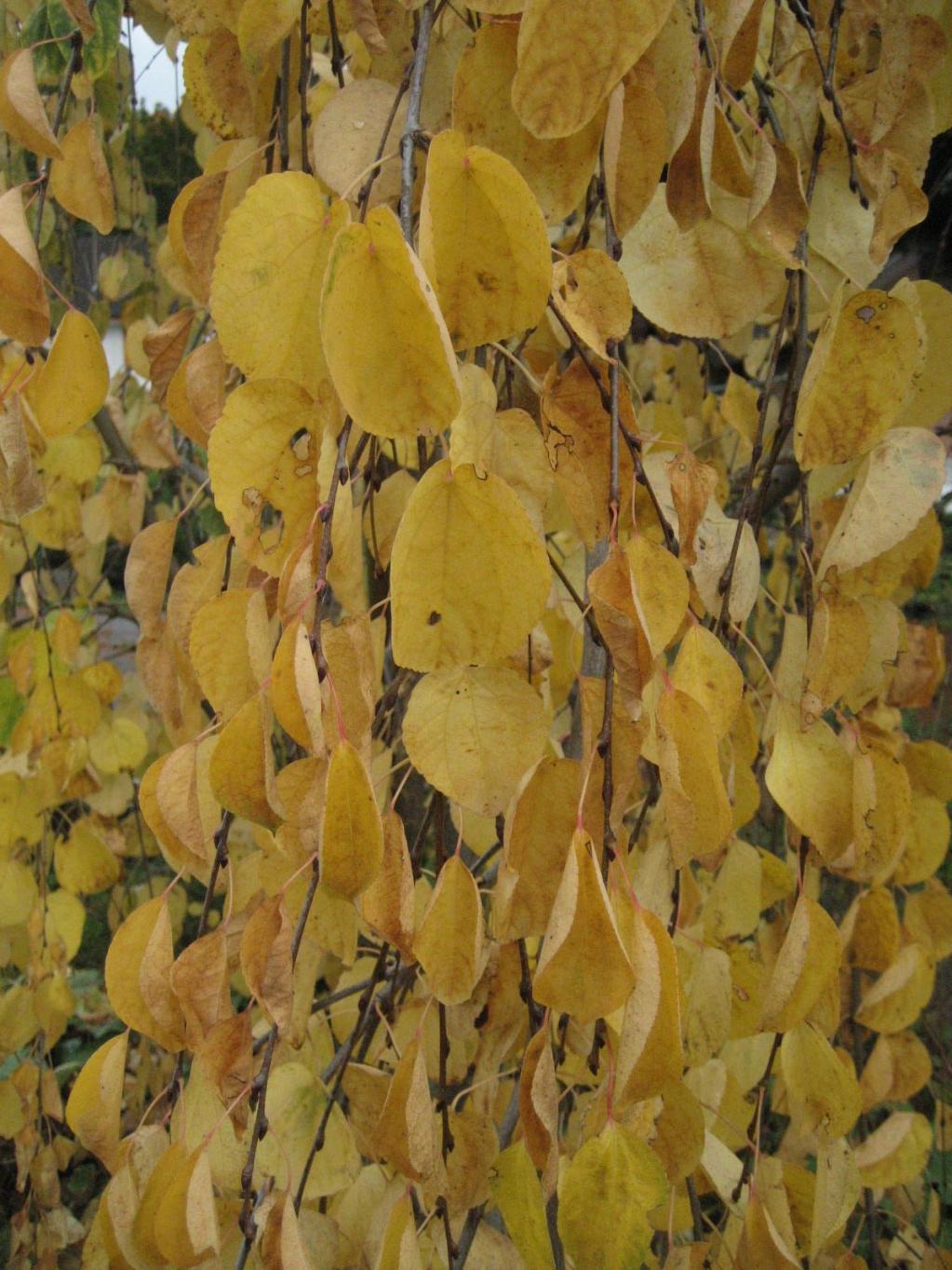 Cercidiphyllum japonicum 'Pendulum'