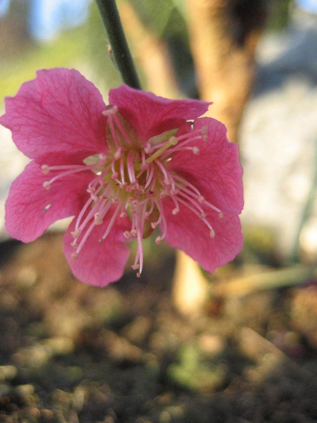 Prunus mume 'Beni-chi-dori