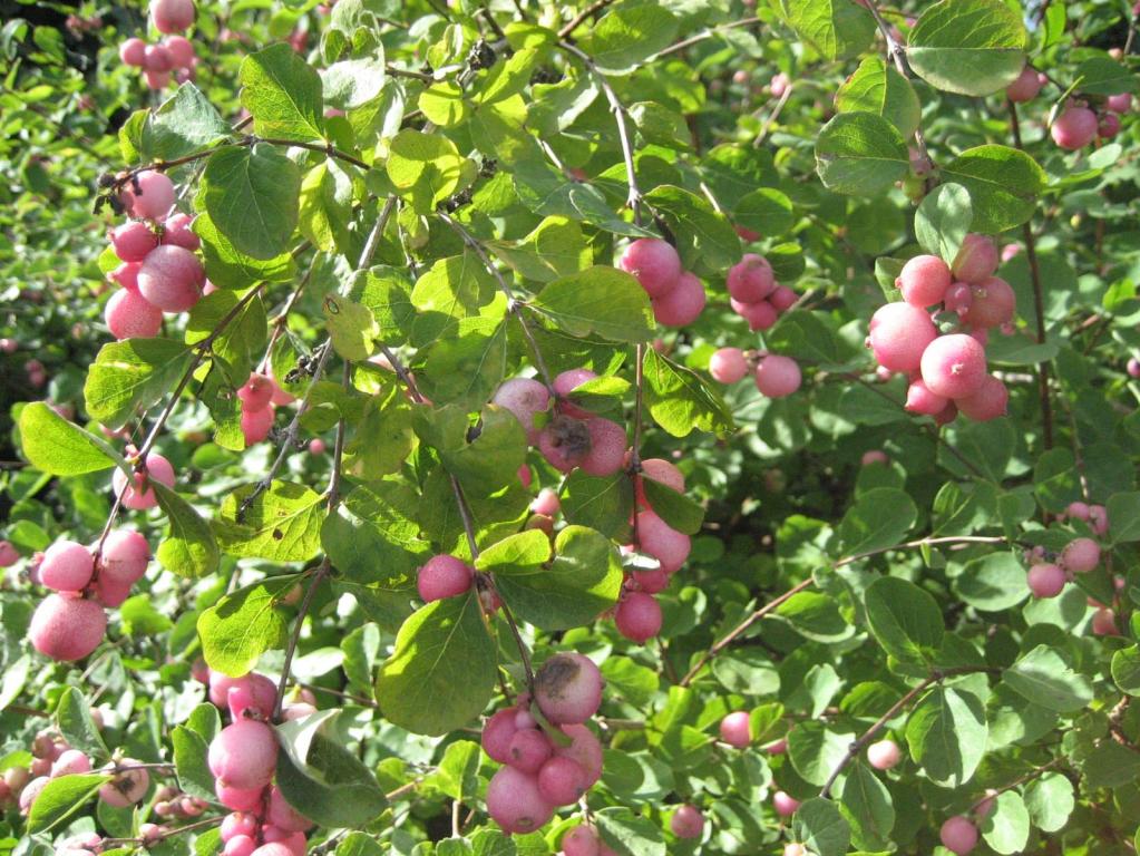 Purpurbeere Rosa Schneebeere Knallerbsenstrauch