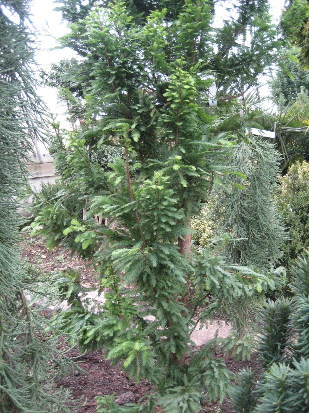 Taxodium distichum 'Peve Minaret'