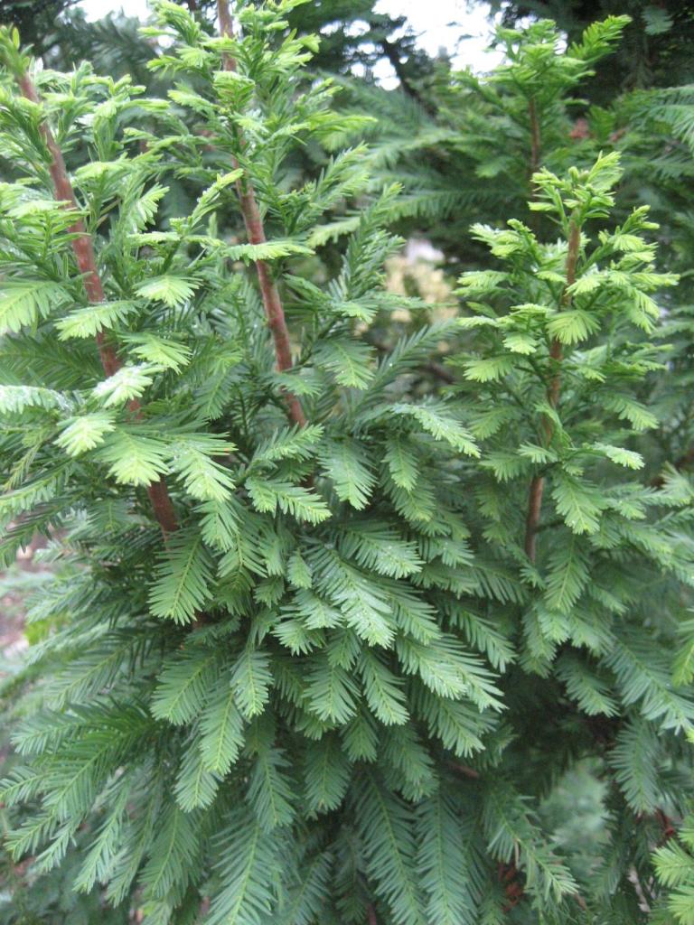 Taxodium distichum 'Peve Minaret'