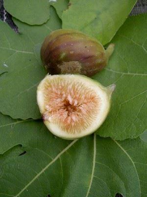 Feige Madeleine des deux saisons