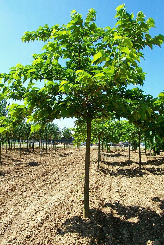 Brombeer-Platane, Kagayamae Maulbeere