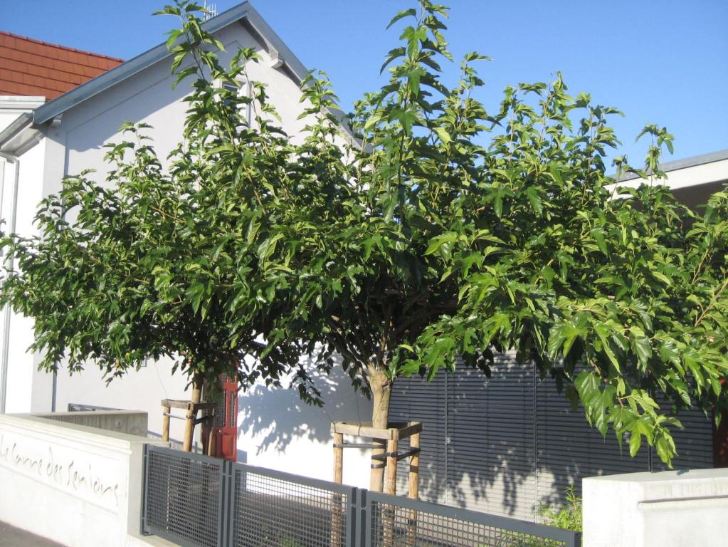 Platanenblättriger Maulbeerbaum