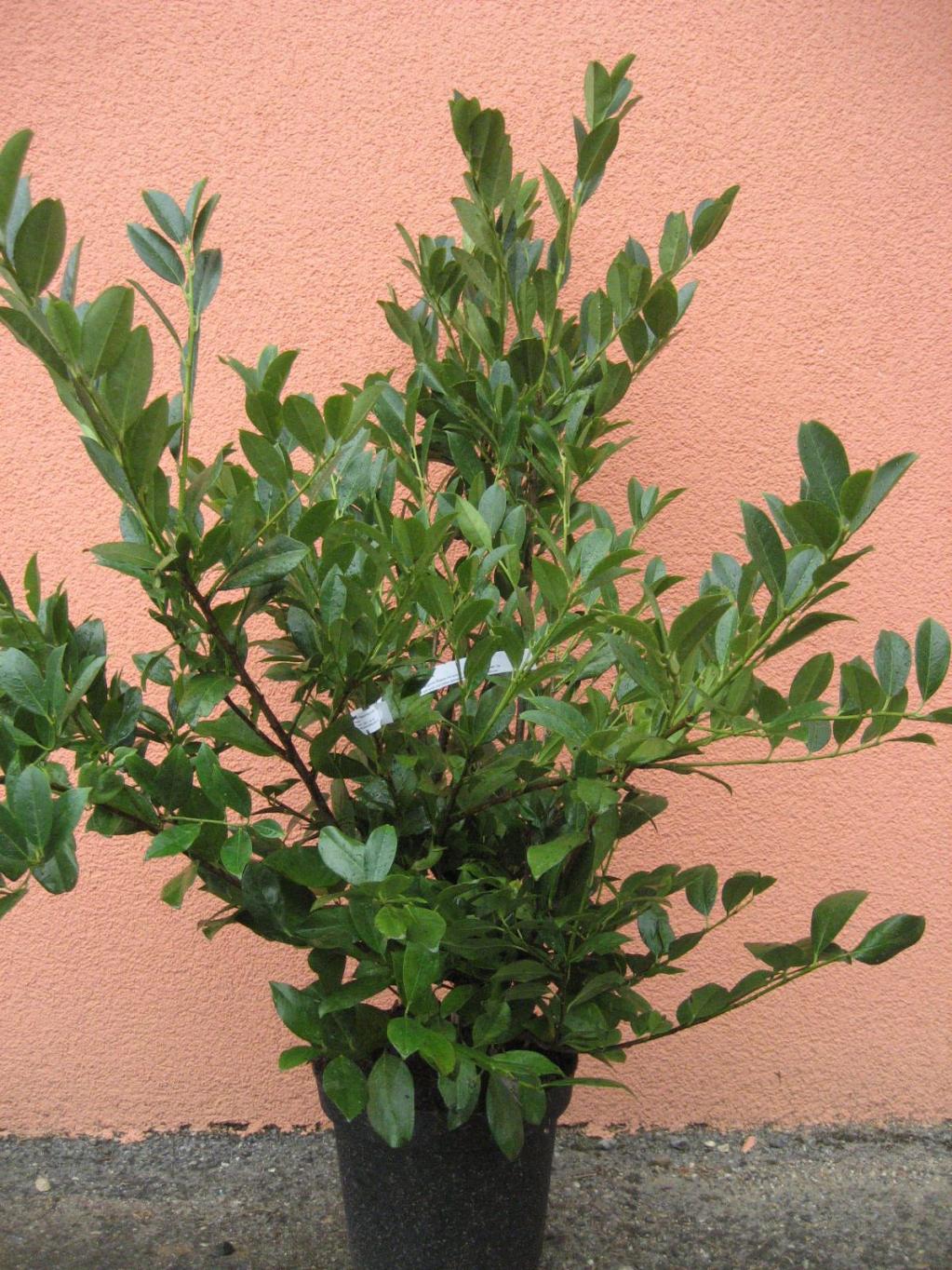 Kirschlorbeer 'Mano'