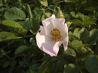 Biodiversität – jede Art zählt